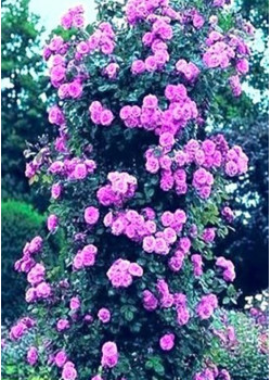 Роза плетистая Виолет Парфюм