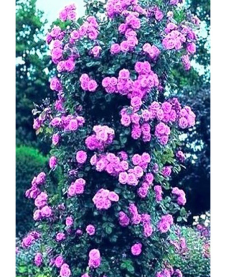 Роза плетистая Виолет Парфюм Роза плетистая Виолет Парфюм