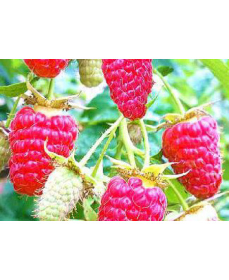 Малина Бабье Лето Малина Бабье Лето