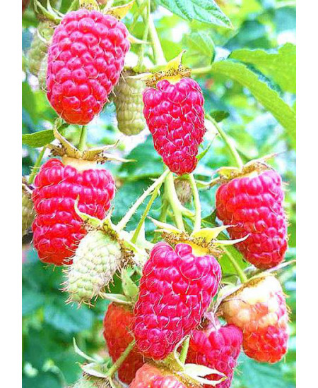 Малина Бабье Лето Малина Бабье Лето