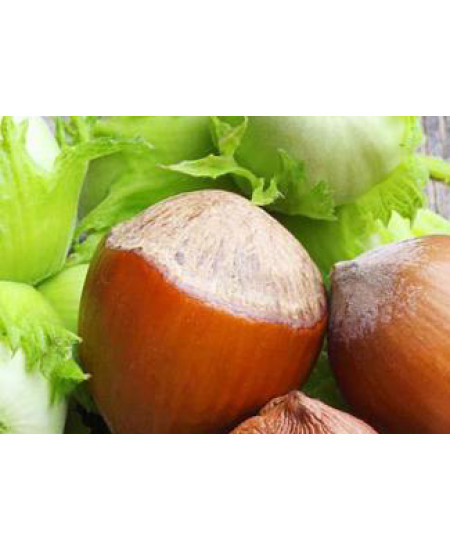 Фундук Перестройка Фундук Перестройка