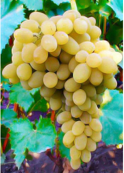 Виноград Бристоль мускат