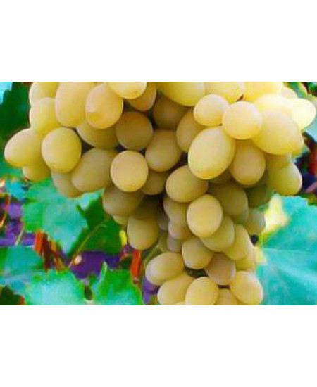 Виноград Бристоль мускат Виноград Бристоль мускат