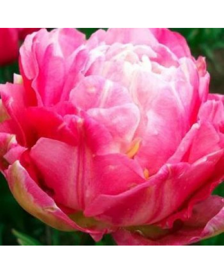 Тюльпан "Double Sugar" 3шт в упаковке Тюльпан "Double Sugar" 3шт в упаковке