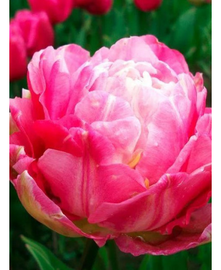 Тюльпан "Double Sugar" 3шт в упаковке Тюльпан "Double Sugar" 3шт в упаковке