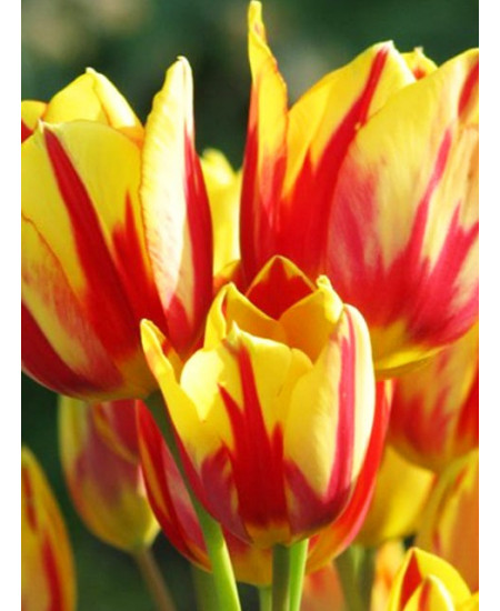 Тюльпан многоцветковый "Микс" (Multiflowering Mix) 3шт в упаковке (размер 11\12) Тюльпан многоцветковый "Микс" (Multiflowering Mix) 3шт в упаковке (размер 11\12)