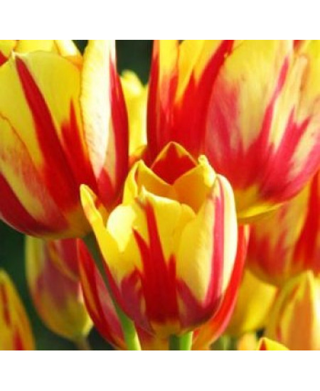 Тюльпан многоцветковый "Микс" (Multiflowering Mix) 3шт в упаковке (размер 11\12) Тюльпан многоцветковый "Микс" (Multiflowering Mix) 3шт в упаковке (размер 11\12)