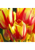 Тюльпан многоцветковый "Микс" (Multiflowering Mix) 3шт в упаковке (размер 11\12) Тюльпан многоцветковый "Микс" (Multiflowering Mix) 3шт в упаковке (размер 11\12)