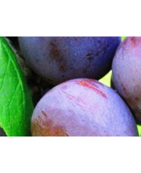 Слива Ренклод Советский Слива Ренклод Советский