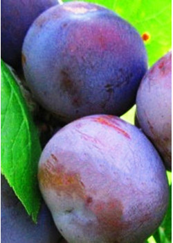 Слива Ренклод Советский