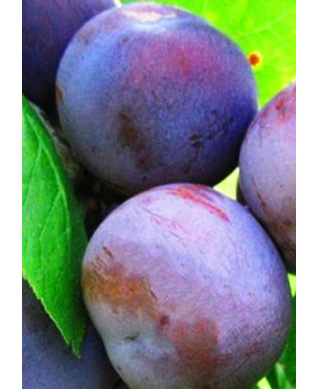 Слива Ренклод Советский Слива Ренклод Советский