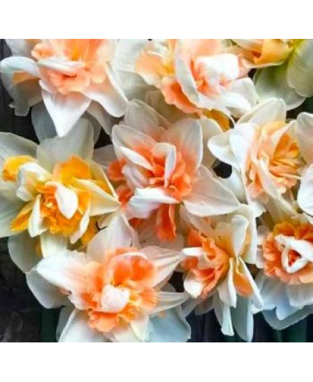 Нарцисс махровый "Дельнашо" (Delnashaugh) 3шт в упаковке (размер 12\14) Нарцисс махровый "Дельнашо" (Delnashaugh) 3шт в упаковке (размер 12\14)