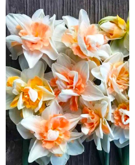 Нарцисс махровый "Дельнашо" (Delnashaugh) 3шт в упаковке (размер 12\14) Нарцисс махровый "Дельнашо" (Delnashaugh) 3шт в упаковке (размер 12\14)