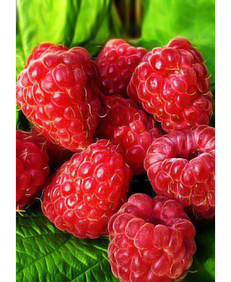 Малина Полка Малина Полка