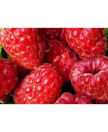 Малина Полка Малина Полка