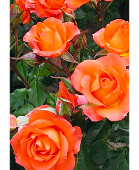 Роза чайно-гибридная Нобилис Роза чайно-гибридная Нобилис