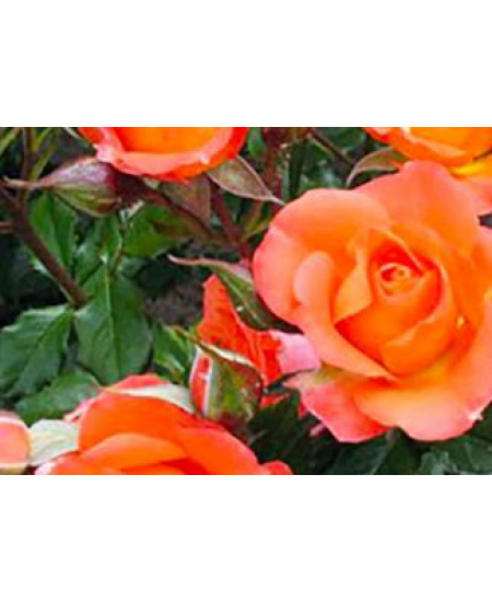 Роза чайно-гибридная Нобилис Роза чайно-гибридная Нобилис