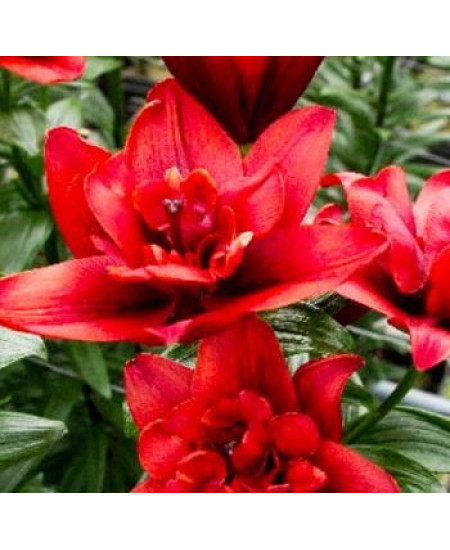 Лилия азиатская махровая "Коктейль Твинз" (Cocktail Twins) 3шт в упаковке (размер 16/18) Лилия азиатская махровая "Коктейль Твинз" (Cocktail Twins) 3шт в упаковке (размер 16/18)