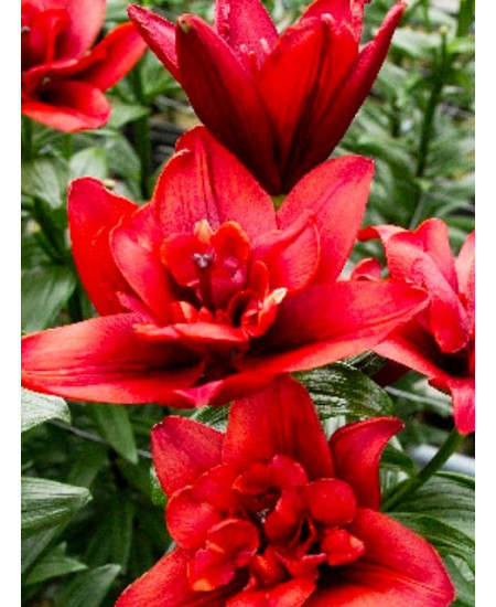 Лилия азиатская махровая "Коктейль Твинз" (Cocktail Twins) 3шт в упаковке (размер 16/18) Лилия азиатская махровая "Коктейль Твинз" (Cocktail Twins) 3шт в упаковке (размер 16/18)