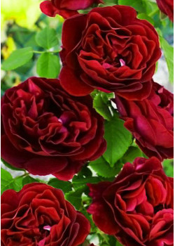 Роза флорибунда Омадж Барбара