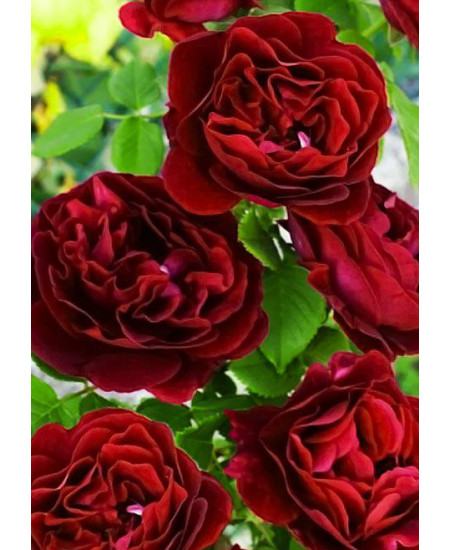 Роза флорибунда Омадж Барбара Роза флорибунда Омадж Барбара