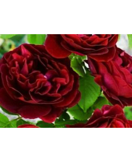 Роза флорибунда Омадж Барбара Роза флорибунда Омадж Барбара