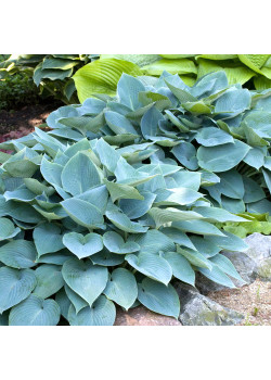 Хоста Бакшоу Блю