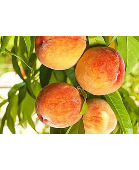 Персик Посол мира Персик Посол мира