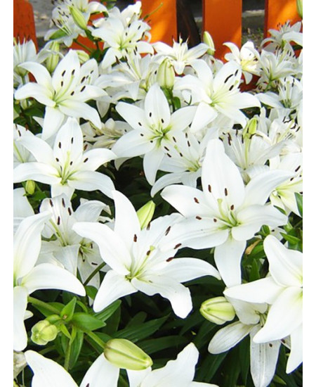 Лилия восточная "Касабланка" (Casablanca) 3шт в упаковке (размер 12\14) Лилия восточная "Касабланка" (Casablanca) 3шт в упаковке (размер 12\14)