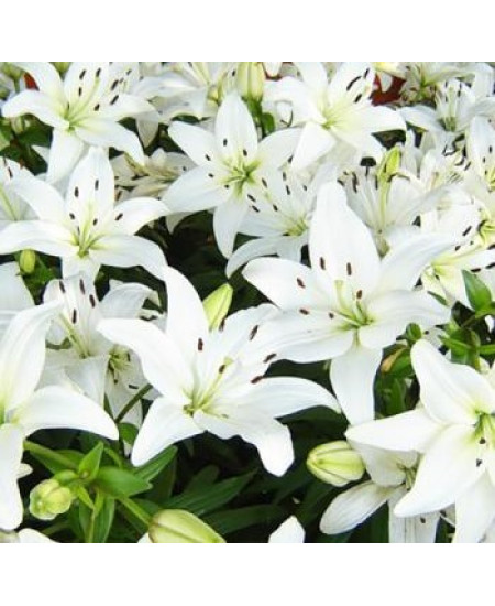 Лилия восточная "Касабланка" (Casablanca) 3шт в упаковке (размер 12\14) Лилия восточная "Касабланка" (Casablanca) 3шт в упаковке (размер 12\14)