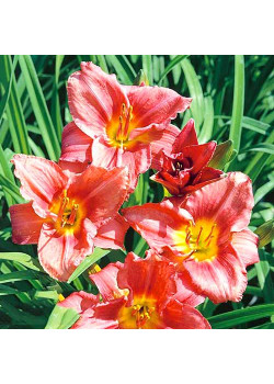 Лилейник Роузи Ритернз