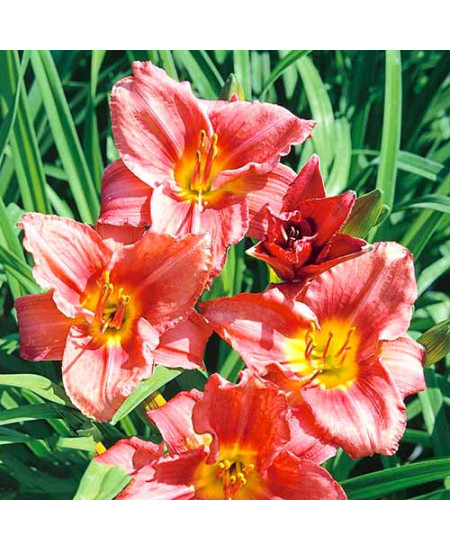 Лилейник Роузи Ритернз Лилейник Роузи Ритернз