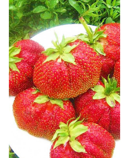 Клубника Викода (Упаковка 5шт) Клубника Викода (Упаковка 5шт)