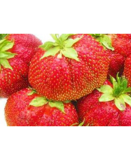 Клубника Викода (Упаковка 5шт) Клубника Викода (Упаковка 5шт)