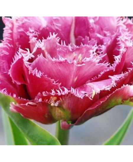 Тюльпан махровый бахромчатый "Маскотте" (Mascotte) 3шт в упаковке (размер 12/+) Тюльпан махровый бахромчатый "Маскотте" (Mascotte) 3шт в упаковке (размер 12/+)