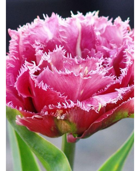 Тюльпан махровый бахромчатый "Маскотте" (Mascotte) 3шт в упаковке (размер 12/+) Тюльпан махровый бахромчатый "Маскотте" (Mascotte) 3шт в упаковке (размер 12/+)