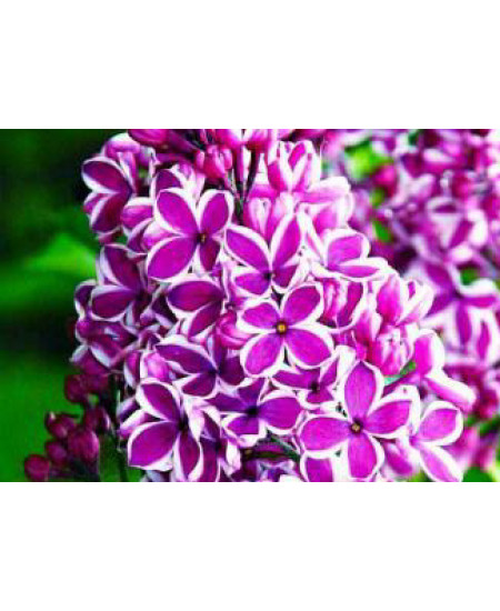 Сирень Сенсация Сирень Сенсация