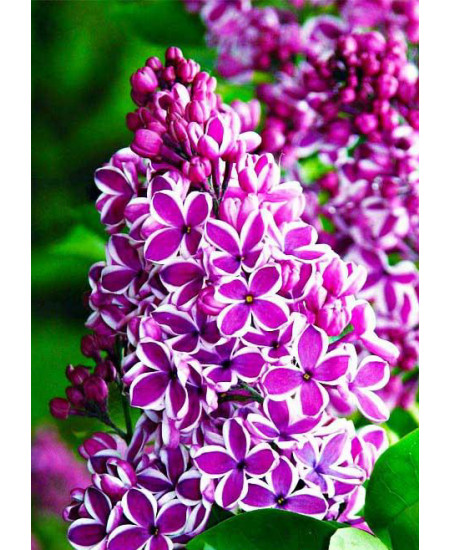 Сирень Сенсация Сирень Сенсация