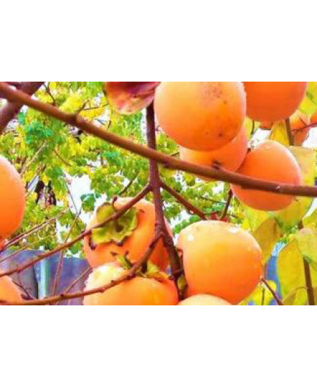 Хурма Вебер Хурма Вебер