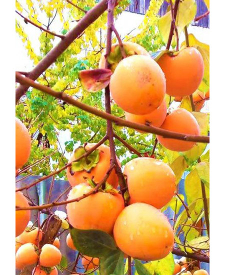 Хурма Вебер Хурма Вебер