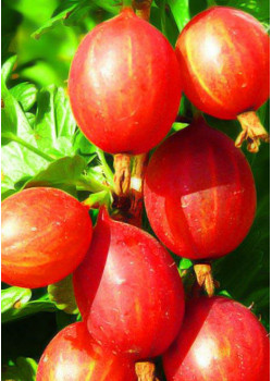 Крыжовник Машека