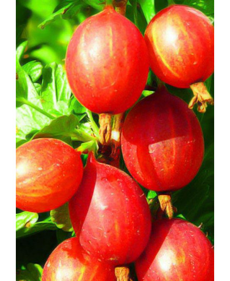 Крыжовник Машека Крыжовник Машека