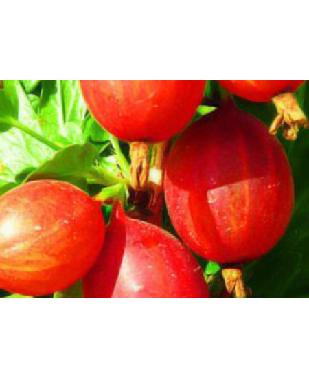 Крыжовник Машека Крыжовник Машека