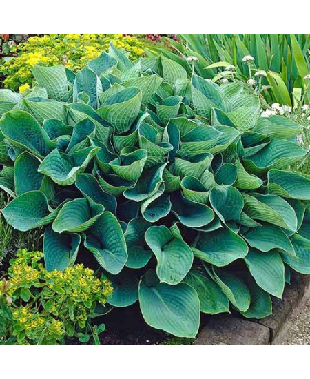 Хоста Элеганс Хоста Элеганс