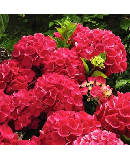 ГОРТЕНЗИЯ КРУПНОЛИСТНАЯ ОГНЕННО-КРАСНАЯ ГОРТЕНЗИЯ КРУПНОЛИСТНАЯ ОГНЕННО-КРАСНАЯ