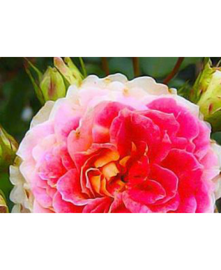 Роза шраб Цезарь Роза шраб Цезарь