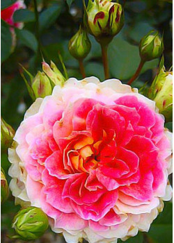 Роза шраб Цезарь