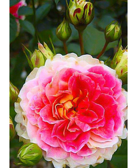 Роза шраб Цезарь Роза шраб Цезарь