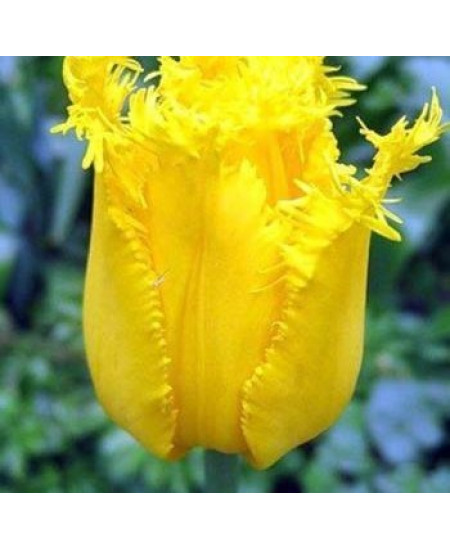 Тюльпан "Hamilton" 3шт в упаковке Тюльпан "Hamilton" 3шт в упаковке