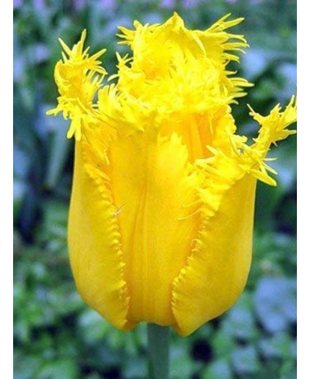 Тюльпан "Hamilton" 3шт в упаковке Тюльпан "Hamilton" 3шт в упаковке